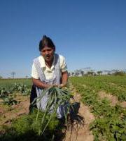 Argazki erakusketa: Sojaren arrastoak eta bisaiak / Rastros y Rostros de la soja