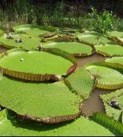 Amazoniarako Sinodoa-Sinodo de la Amazonía