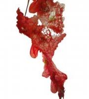 Erakusketak: Hilekoa(k)