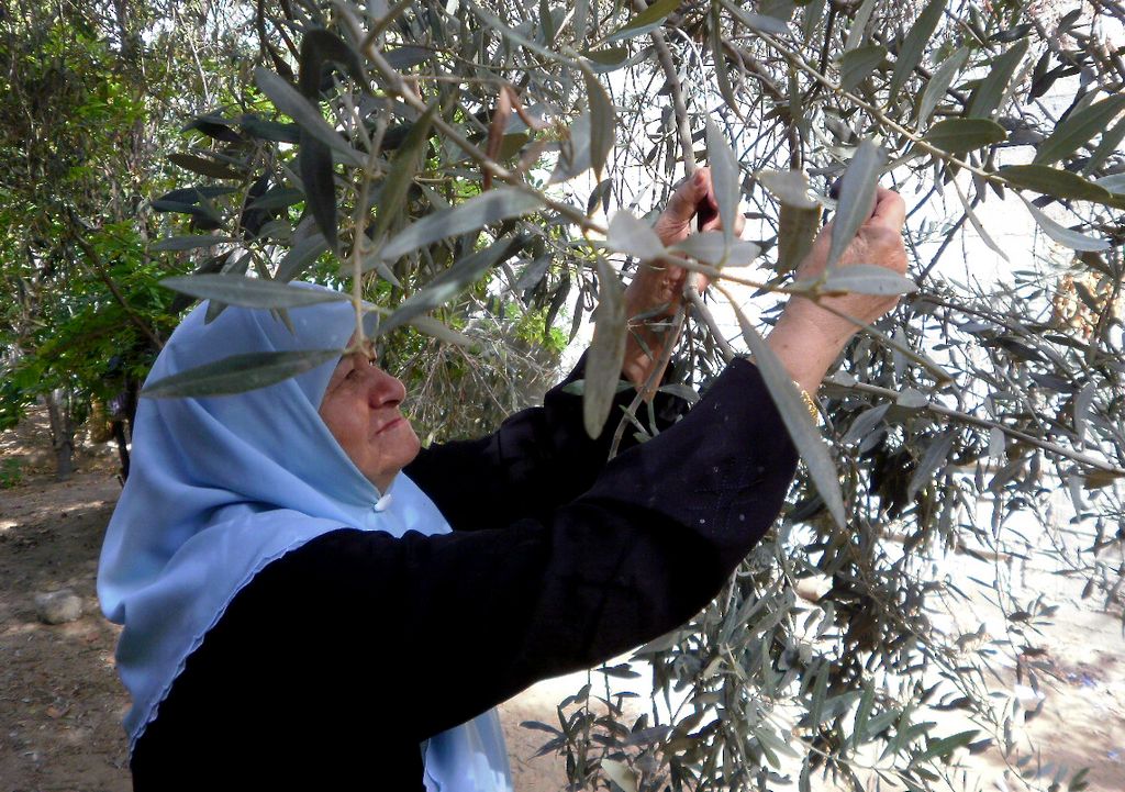 Harvesting_olives