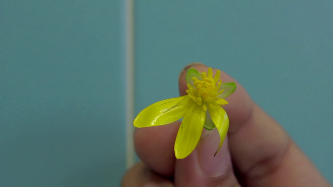 Zarautzen erreportai komunitarioak. Salbatore Mitxelena