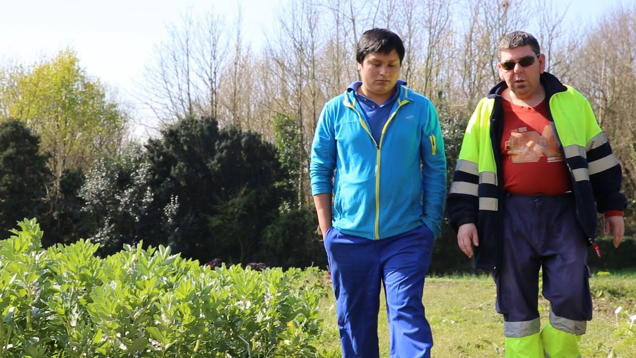 Agifes, explicada por los usuarios