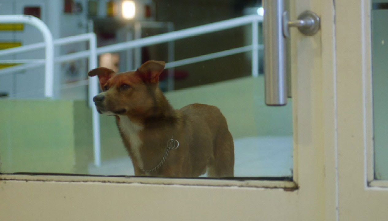 FUNDACION ARGENTINA DE TRASPLANTE HEPATICO &quot;The Man and the Dog&quot;