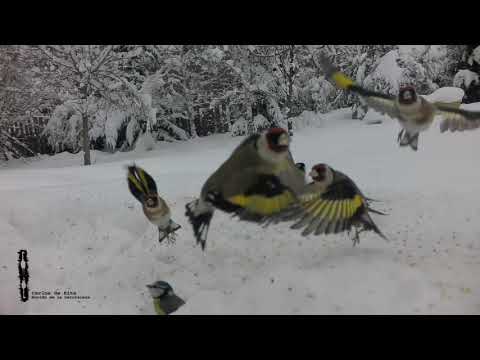 En un comedero invernal para pájaros